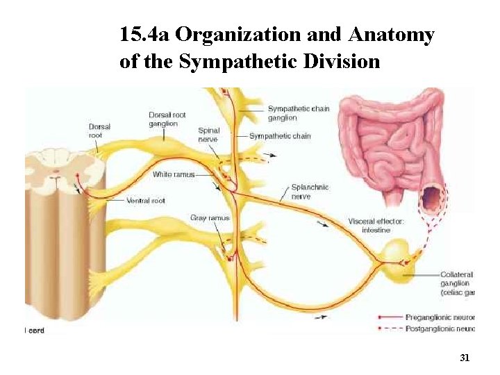 15. 4 a Organization and Anatomy of the Sympathetic Division 31 