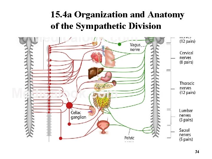 15. 4 a Organization and Anatomy of the Sympathetic Division 34 