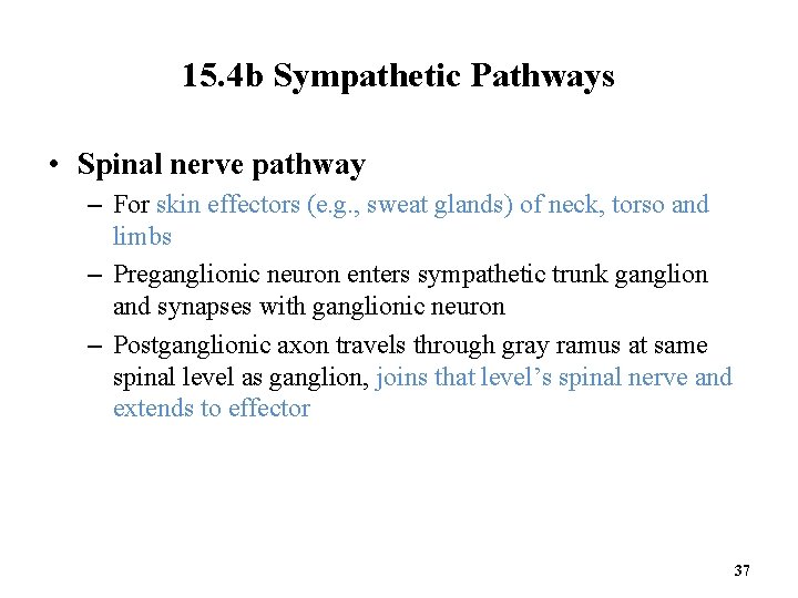 15. 4 b Sympathetic Pathways • Spinal nerve pathway – For skin effectors (e.