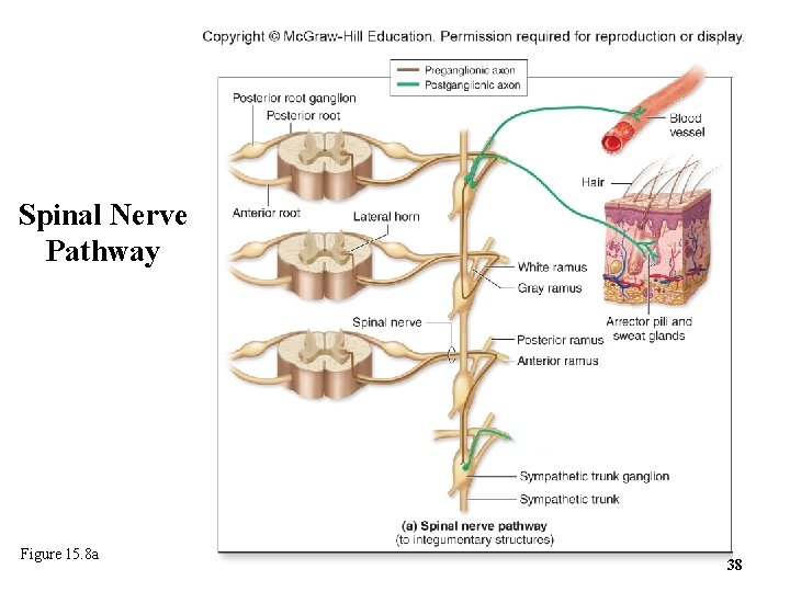 Spinal Nerve Pathway Figure 15. 8 a 38 