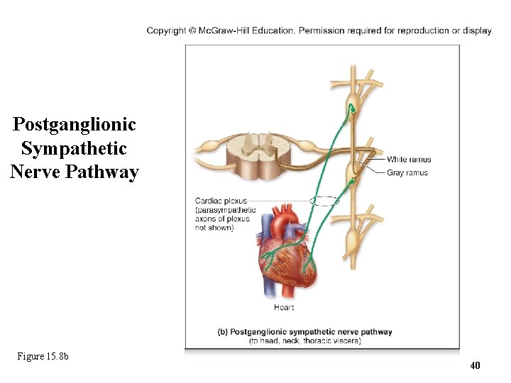 Postganglionic Sympathetic Nerve Pathway Figure 15. 8 b 40 