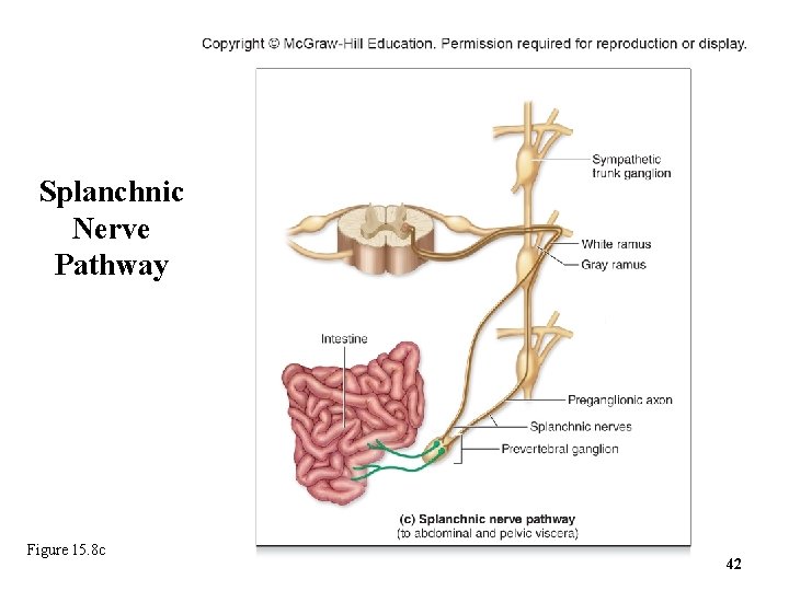 Splanchnic Nerve Pathway Figure 15. 8 c 42 