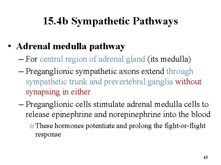 15. 4 b Sympathetic Pathways • Adrenal medulla pathway – For central region of