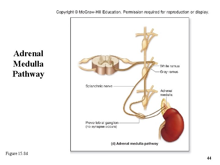 Adrenal Medulla Pathway Figure 15. 8 d 44 