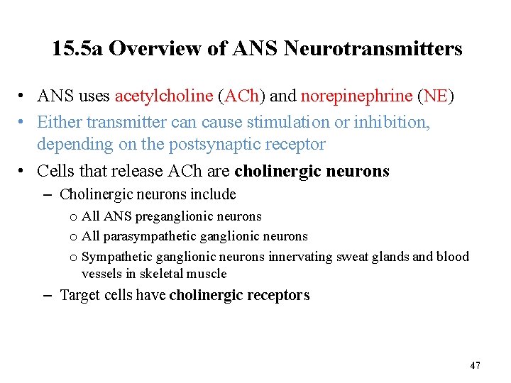 15. 5 a Overview of ANS Neurotransmitters • ANS uses acetylcholine (ACh) and norepinephrine