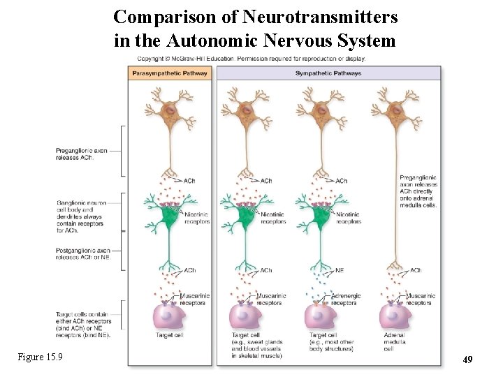 Comparison of Neurotransmitters in the Autonomic Nervous System Figure 15. 9 49 