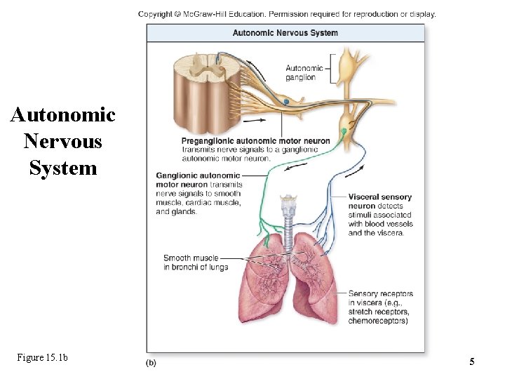 Autonomic Nervous System Figure 15. 1 b 5 