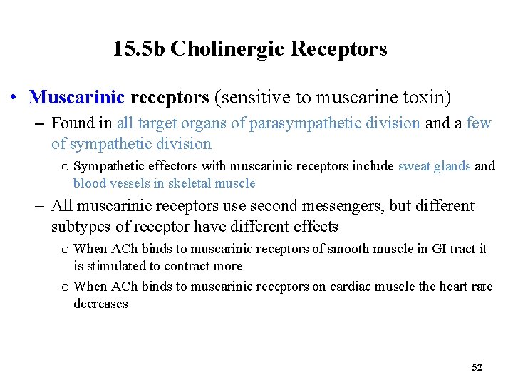 15. 5 b Cholinergic Receptors • Muscarinic receptors (sensitive to muscarine toxin) – Found