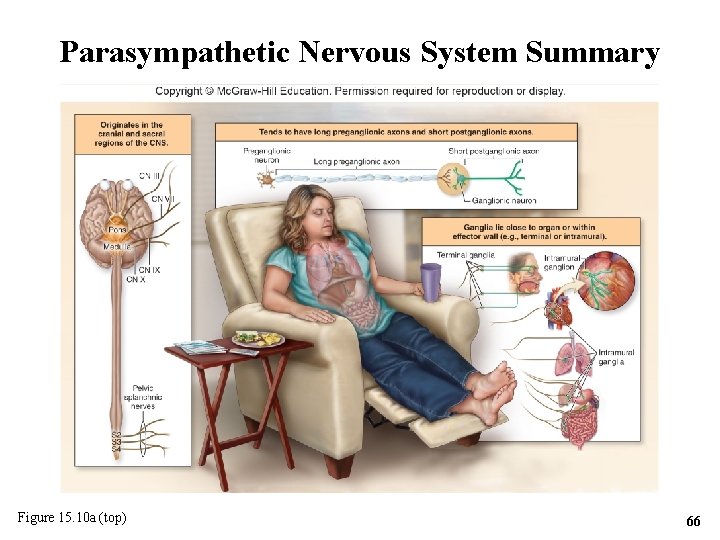 Parasympathetic Nervous System Summary Figure 15. 10 a (top) 66 