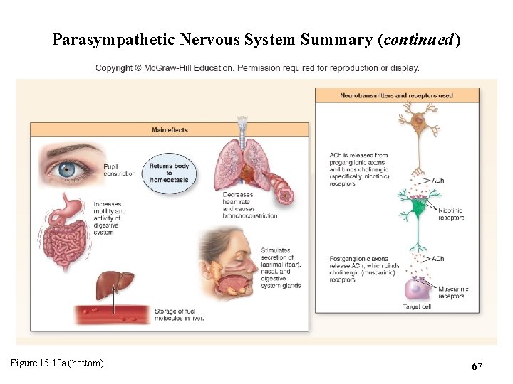 Parasympathetic Nervous System Summary (continued ) Figure 15. 10 a (bottom) 67 