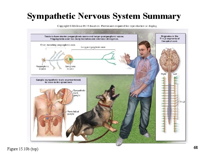 Sympathetic Nervous System Summary Figure 15. 10 b (top) 68 