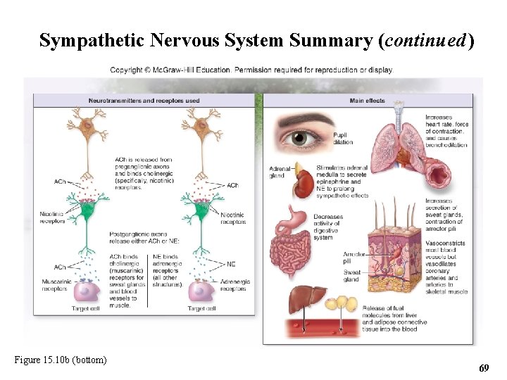 Sympathetic Nervous System Summary (continued ) Figure 15. 10 b (bottom) 69 