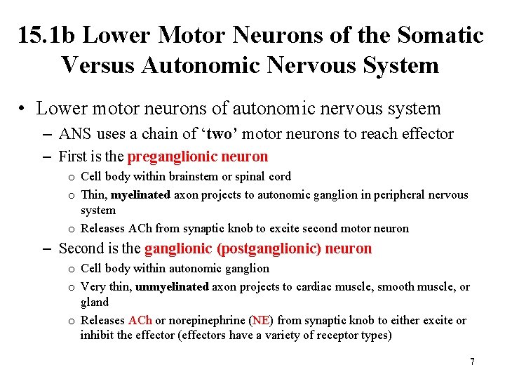 15. 1 b Lower Motor Neurons of the Somatic Versus Autonomic Nervous System •