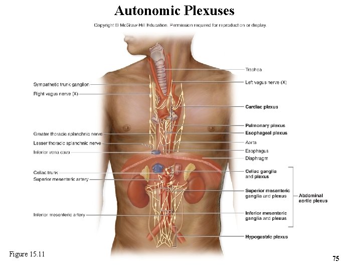 Autonomic Plexuses Figure 15. 11 75 