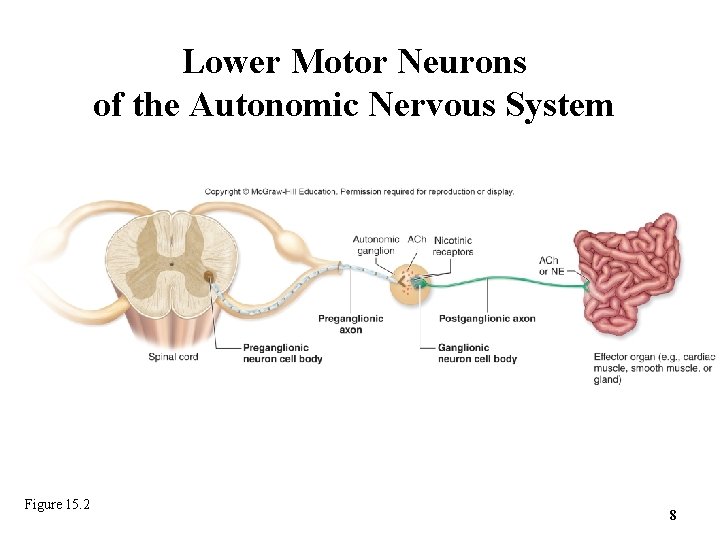 Lower Motor Neurons of the Autonomic Nervous System Figure 15. 2 8 