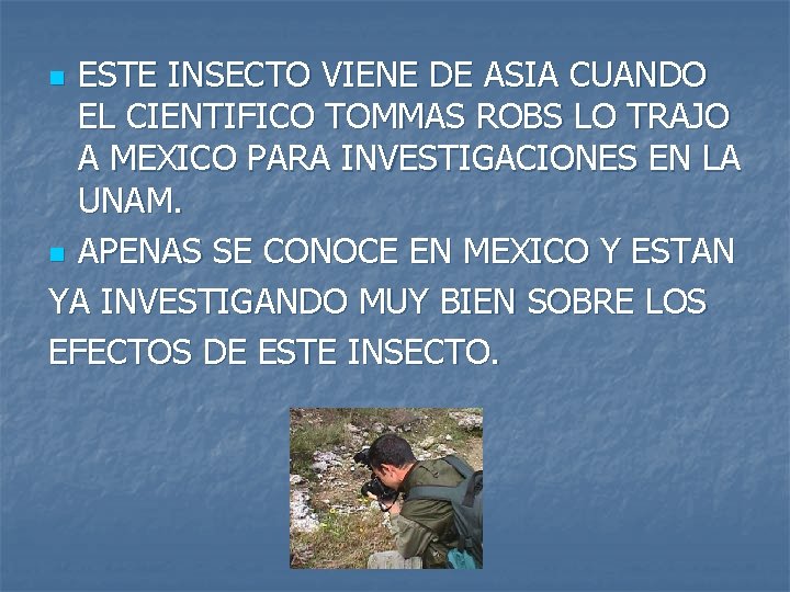 ESTE INSECTO VIENE DE ASIA CUANDO EL CIENTIFICO TOMMAS ROBS LO TRAJO A MEXICO