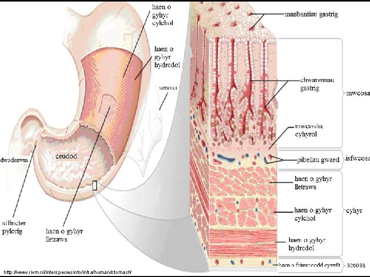 http: //www. rivm. nl/interspeciesinfo/intra/human/stomach/ 