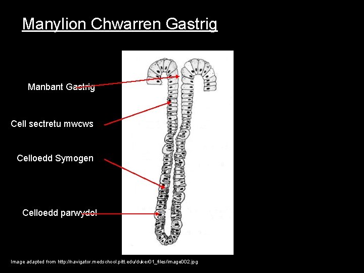 Manylion Chwarren Gastrig Manbant Gastrig Cell sectretu mwcws Celloedd Symogen Celloedd parwydol Image adapted