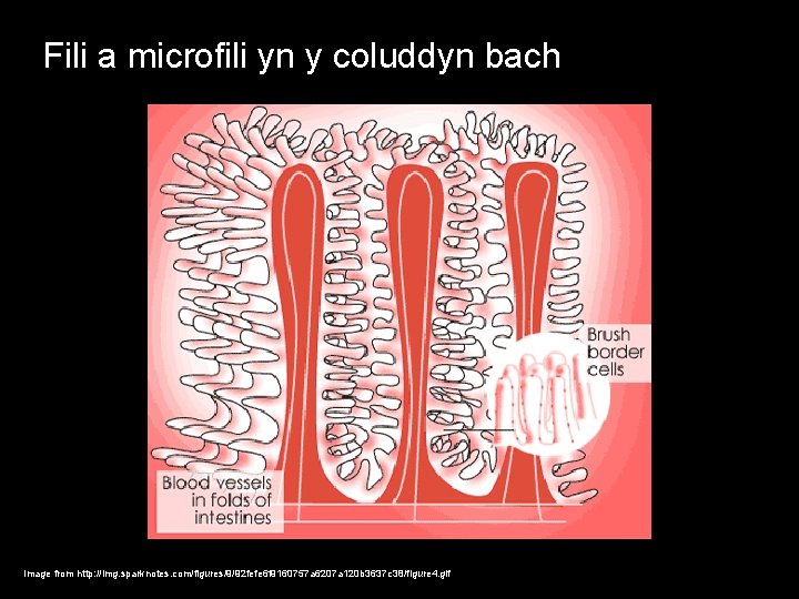 Fili a microfili yn y coluddyn bach Image from http: //img. sparknotes. com/figures/9/92 fefe
