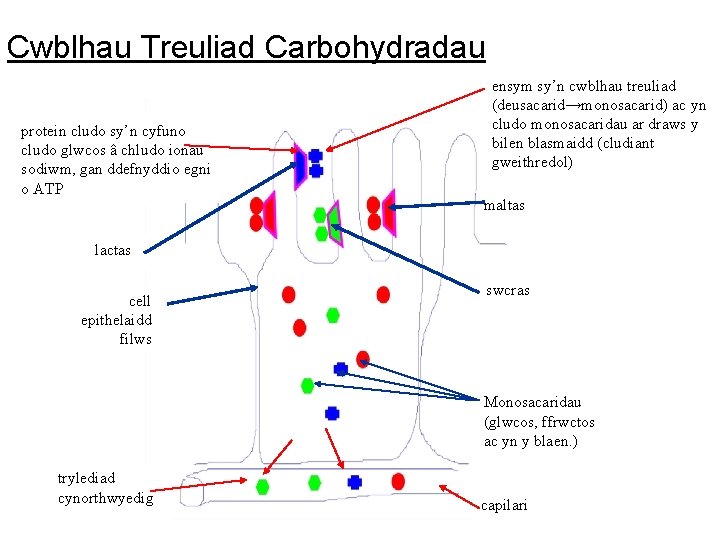 Cwblhau Treuliad Carbohydradau protein cludo sy’n cyfuno cludo glwcos â chludo ionau sodiwm, gan