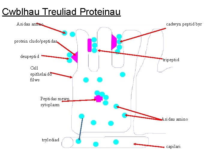 Cwblhau Treuliad Proteinau Asidau amino cadwyn peptid byr protein cludo/peptidas deupeptid tripeptid Cell epithelaidd