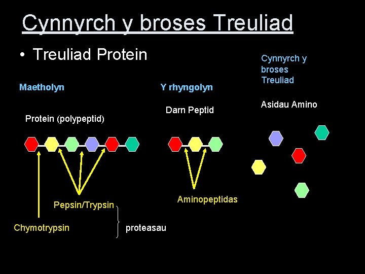 Cynnyrch y broses Treuliad • Treuliad Protein Maetholyn Protein (polypeptid) Y rhyngolyn Darn Peptid