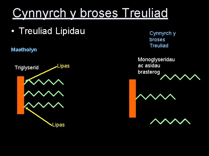 Cynnyrch y broses Treuliad • Treuliad Lipidau Maetholyn Triglyserid Lipas Cynnyrch y broses Treuliad