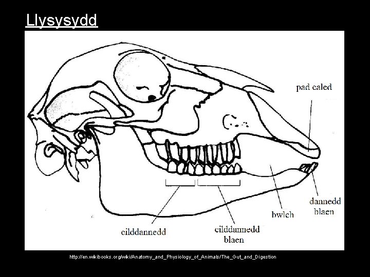 Llysysydd http: //en. wikibooks. org/wiki/Anatomy_and_Physiology_of_Animals/The_Gut_and_Digestion 