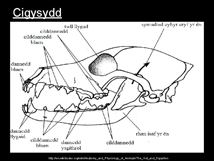 Cigysydd http: //en. wikibooks. org/wiki/Anatomy_and_Physiology_of_Animals/The_Gut_and_Digestion 