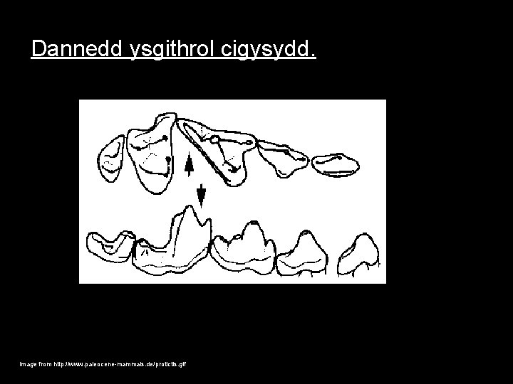 Dannedd ysgithrol cigysydd. Image from http: //www. paleocene-mammals. de/protictis. gif 