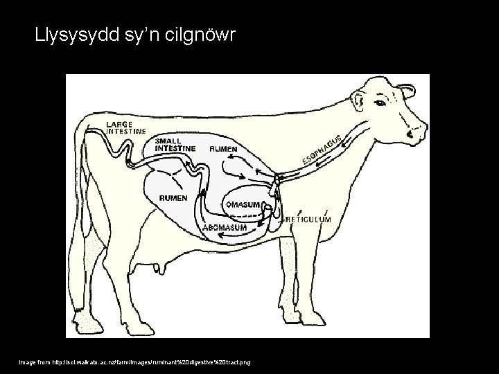 Llysysydd sy’n cilgnöwr Image from http: //sci. waikato. ac. nz/farm/images/ruminant%20 digestive%20 tract. png 