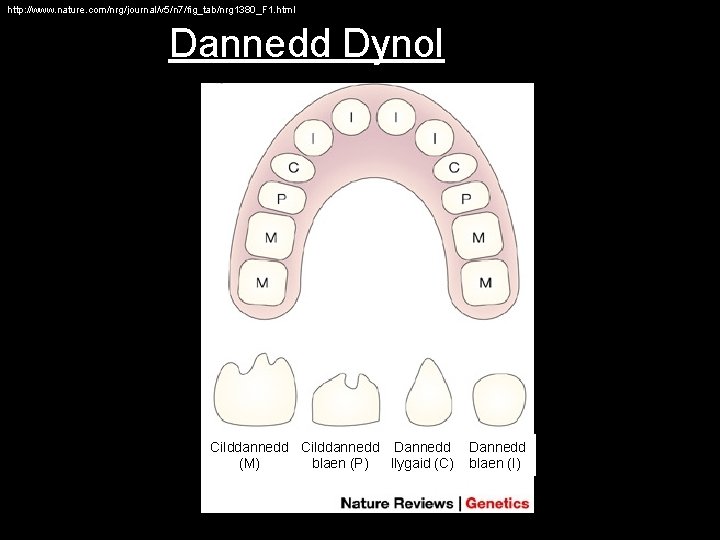 http: //www. nature. com/nrg/journal/v 5/n 7/fig_tab/nrg 1380_F 1. html Dannedd Dynol Cilddannedd Dannedd (M)