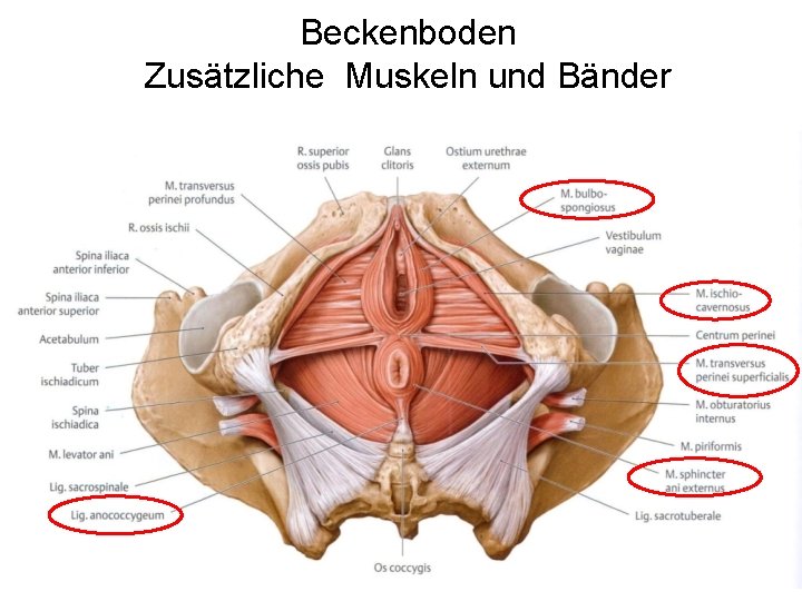 Beckenboden Zusätzliche Muskeln und Bänder 