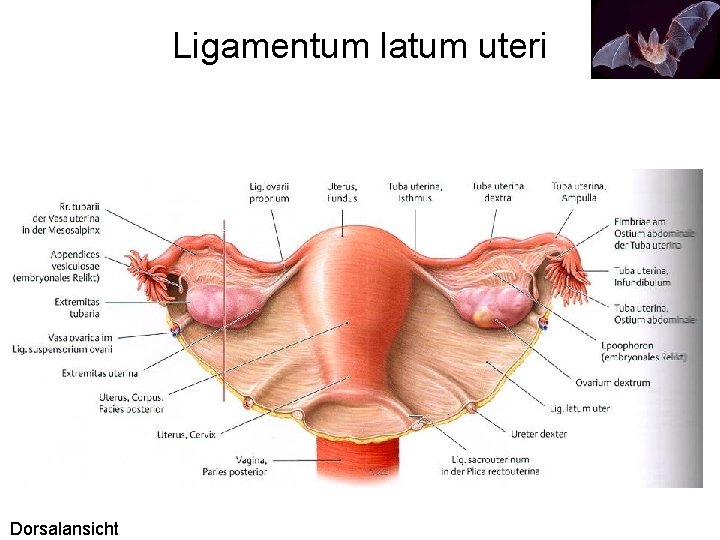Ligamentum latum uteri Dorsalansicht 