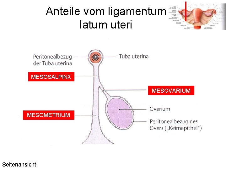 Anteile vom ligamentum latum uteri MESOSALPINX MESOVARIUM MESOMETRIUM Seitenansicht 