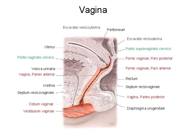 Vagina Excavatio vesicouterina Peritoneum Excavatio rectouterina Uterus Portio vaginalis cervicis Vesica urinaria Portio supravaginalis