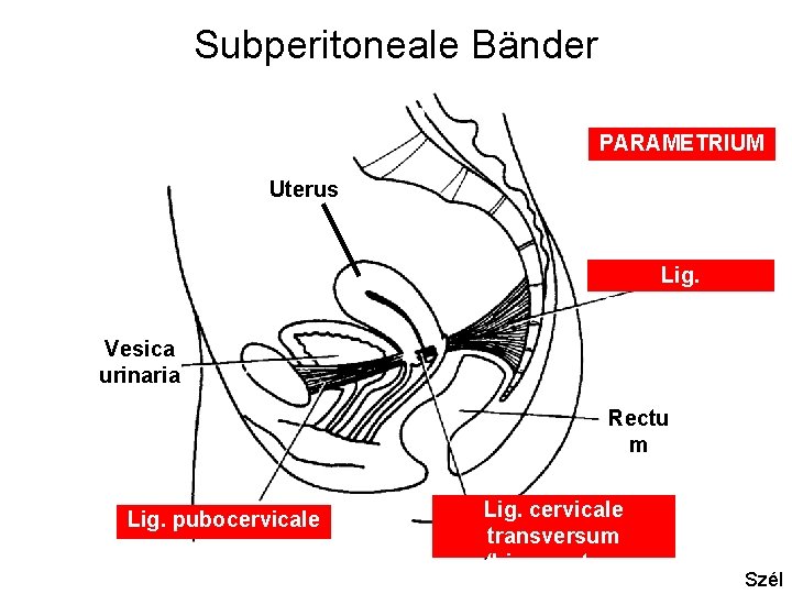 Subperitoneale Bänder PARAMETRIUM Uterus Lig. sacrocervicale Vesica urinaria Rectu m Lig. pubocervicale Lig. cervicale