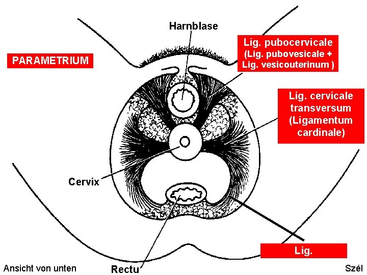 Harnblase Lig. pubocervicale (Lig. pubovesicale + Lig. vesicouterinum ) PARAMETRIUM Lig. cervicale transversum (Ligamentum