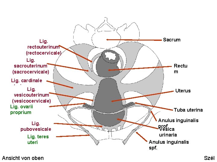 Lig. rectouterinum (rectocervicale) Lig. sacrouterinum (sacrocervicale) Lig. cardinale uteri Lig. vesicouterinum (vesicocervicale) Lig. ovarii