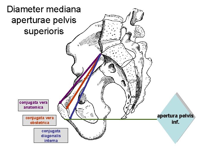 Diameter mediana aperturae pelvis superioris apertura pelvis sup. conjugata vera anatomica apertura pelvis inf.