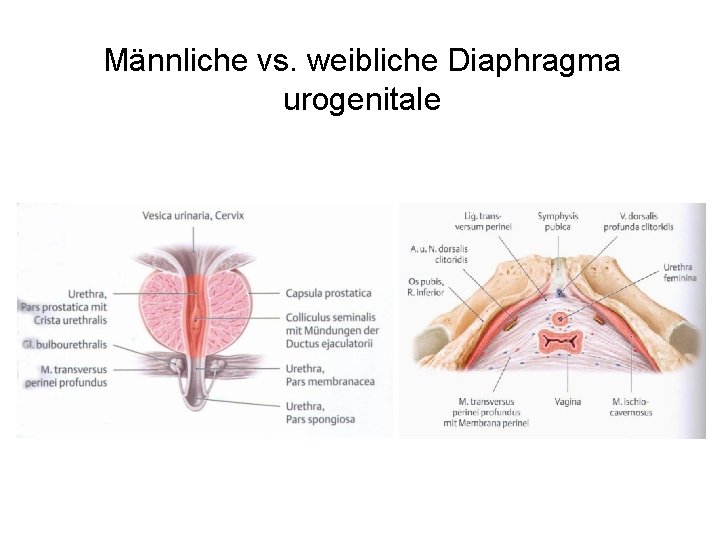 Männliche vs. weibliche Diaphragma urogenitale 