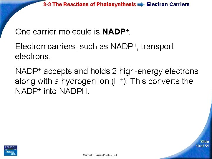 8 -3 The Reactions of Photosynthesis Electron Carriers One carrier molecule is NADP+. Electron