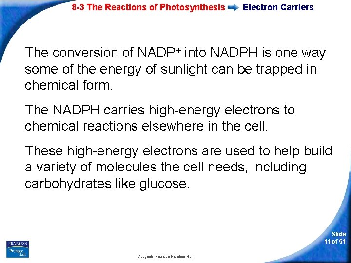 8 -3 The Reactions of Photosynthesis Electron Carriers The conversion of NADP+ into NADPH