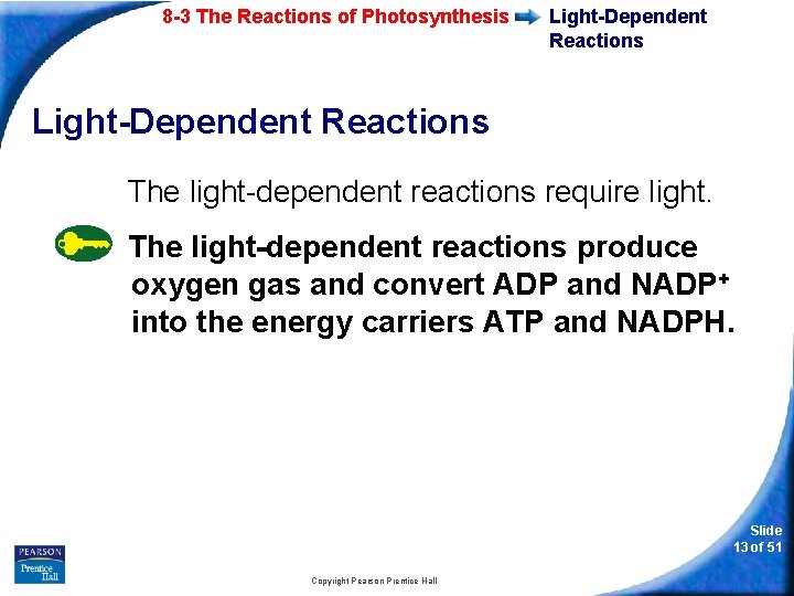 8 -3 The Reactions of Photosynthesis Light-Dependent Reactions The light-dependent reactions require light. The