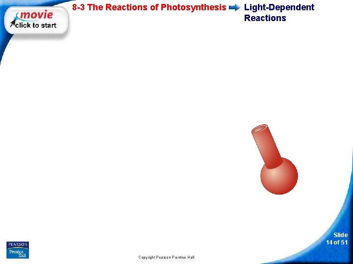 8 -3 The Reactions of Photosynthesis Light-Dependent Reactions Slide 14 of 51 Copyright Pearson