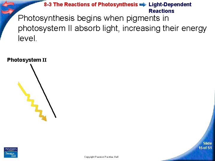 8 -3 The Reactions of Photosynthesis Light-Dependent Reactions Photosynthesis begins when pigments in photosystem