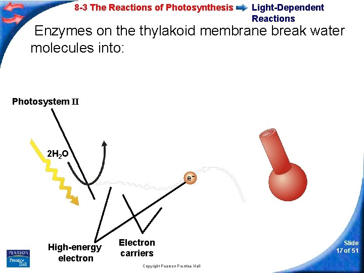 8 -3 The Reactions of Photosynthesis Light-Dependent Reactions Enzymes on the thylakoid membrane break