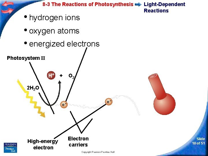 8 -3 The Reactions of Photosynthesis • hydrogen ions • oxygen atoms • energized