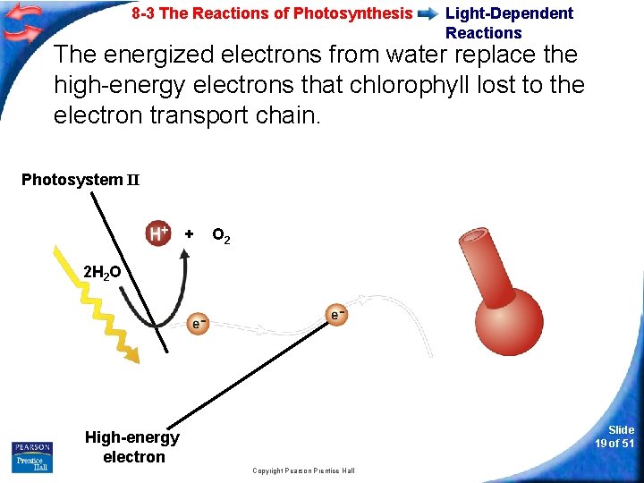 8 -3 The Reactions of Photosynthesis Light-Dependent Reactions The energized electrons from water replace