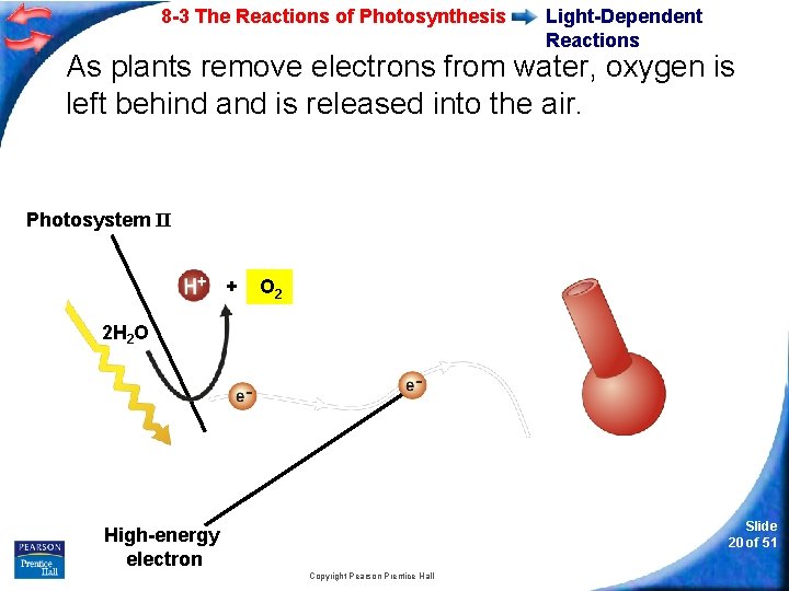 8 -3 The Reactions of Photosynthesis Light-Dependent Reactions As plants remove electrons from water,